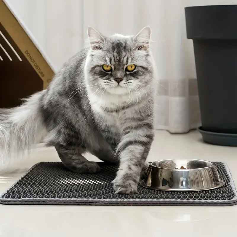 cat standing on a litter mat with holes
