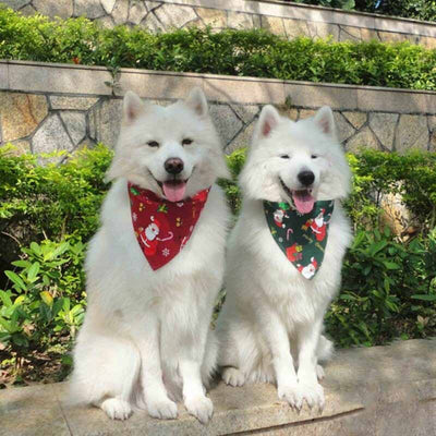 white dogs wearing christmas bandanas