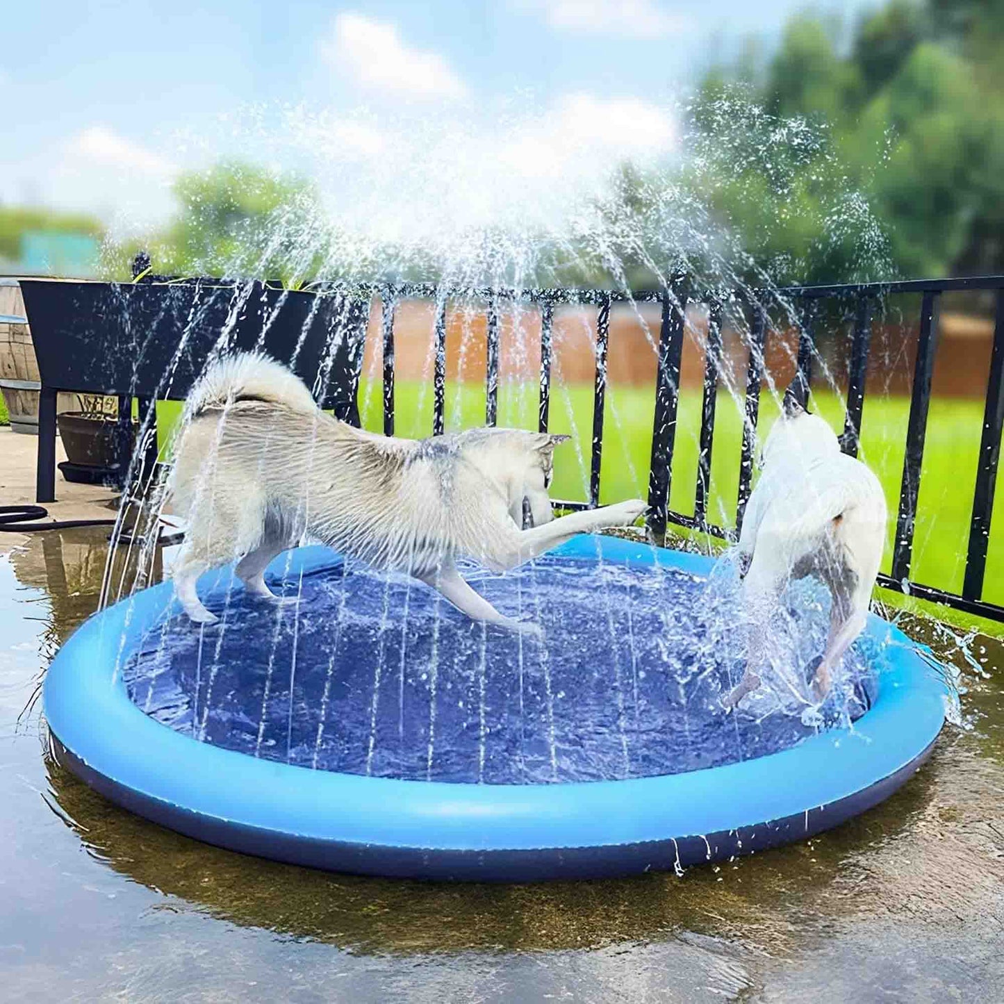 2 dogs playing in a doggie splash pad