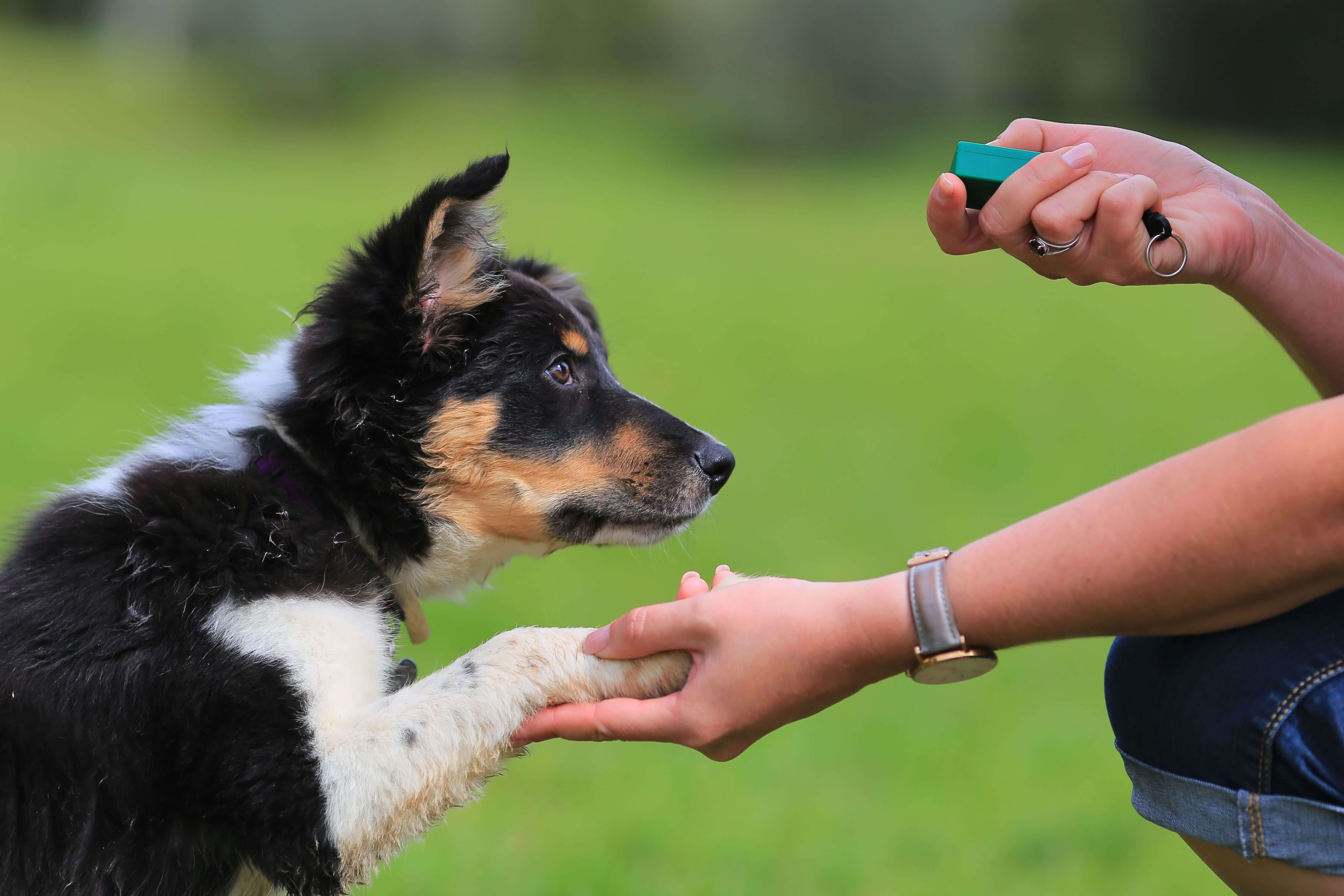 7 Tips for training dogs and puppies