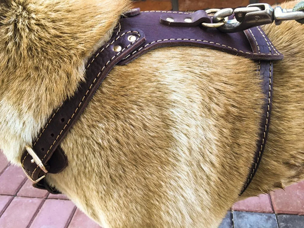 Alpha Comfort Leather Dog Harness