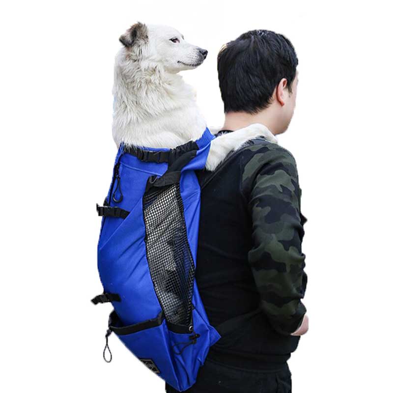 man carrying large white dog in blue backpack carrier