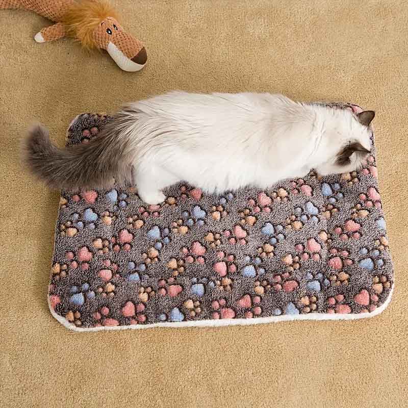 white cat laying on a cat blanket