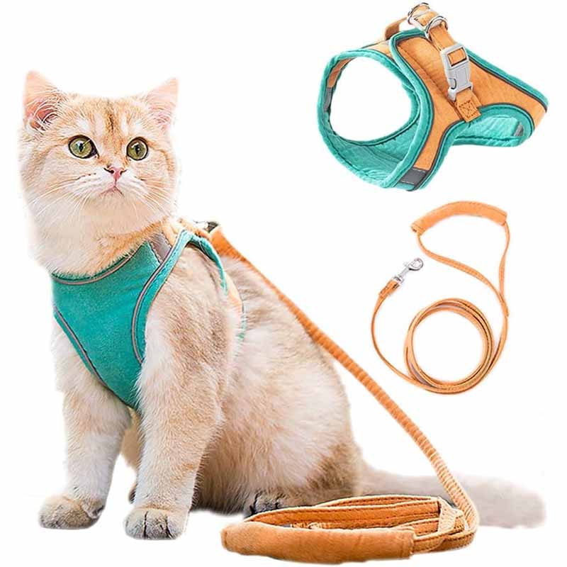 ginger cat wearing harness and leash