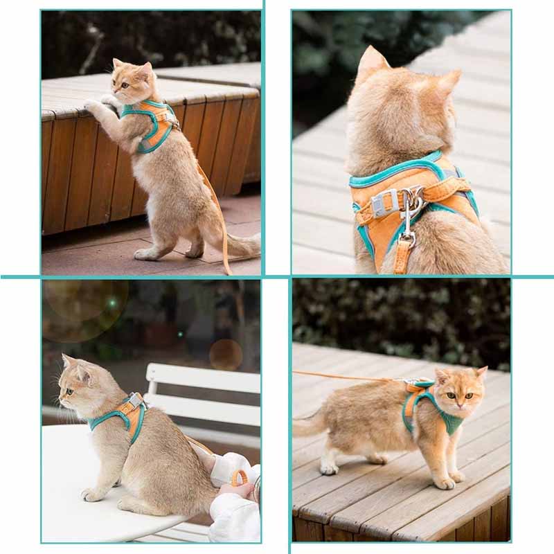cat with a harness and leash outside