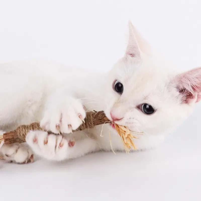 cat chewing on catnip stick