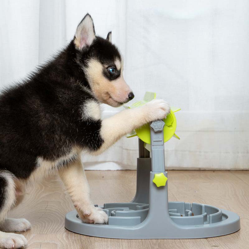 husky rotating a dog treat dispenser toy