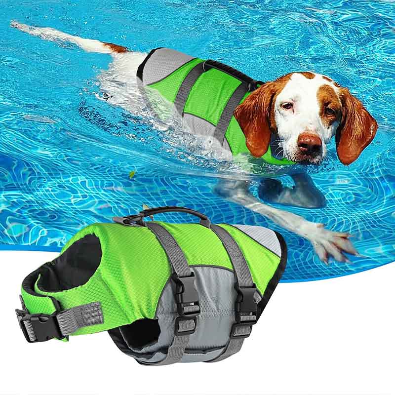 dog wearing life jacket in the pool