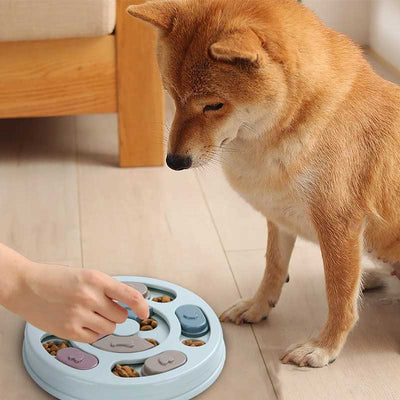 shiba inu using a dog slow feeding puzzle bowl