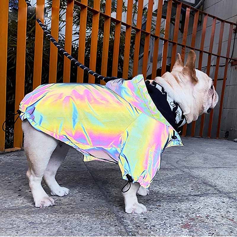 french bulldog wearing gray reflective vest