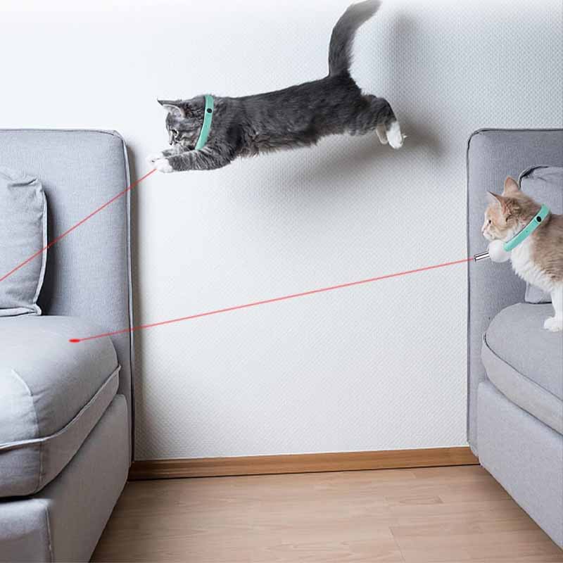 cats playing with a laser collar