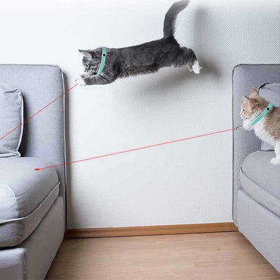cats playing with a laser collar