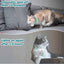 cats with a laser collar 