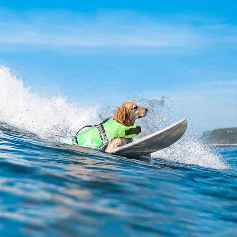 dog surfing a wave and wearing a life jacket