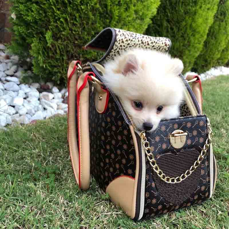 small dog inside a luxury woman purse