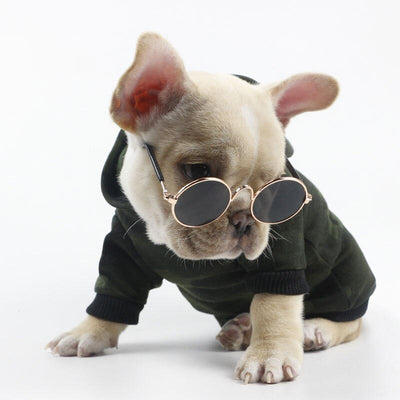 frenchie wearing black sunglasses for dogs