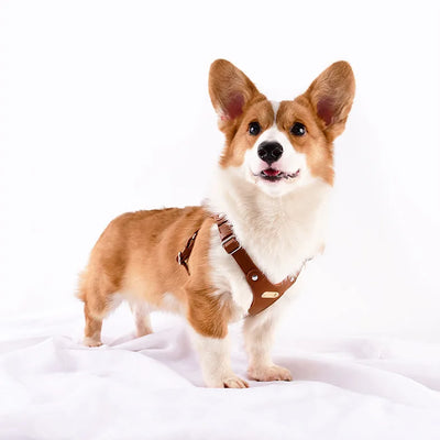 Tiny Tails PU Leather Dog Harness
