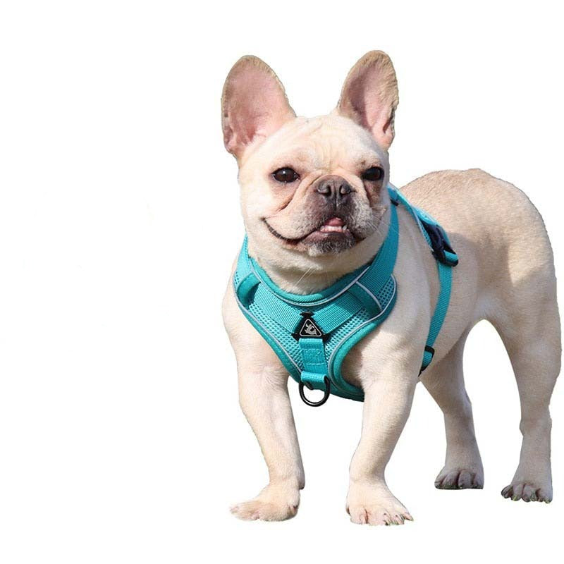 french bulldog wearing a blue harness with leash