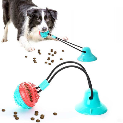 border collie playing tug of war with suction cup toy