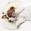 puppy sleeping on soft white neck support pillow